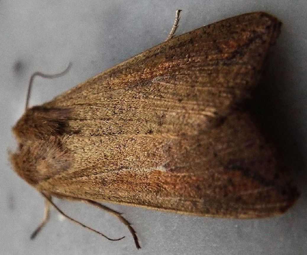 Mythimna unipuncta  (Noctuidae)